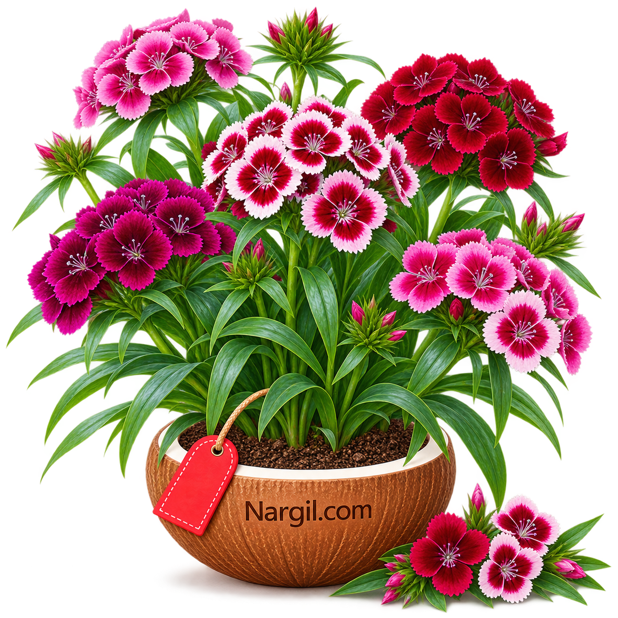 Nargil_Dianthus barbatus